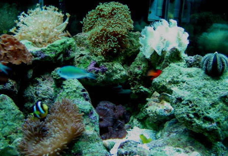 Kalkwasser用于海水水族箱