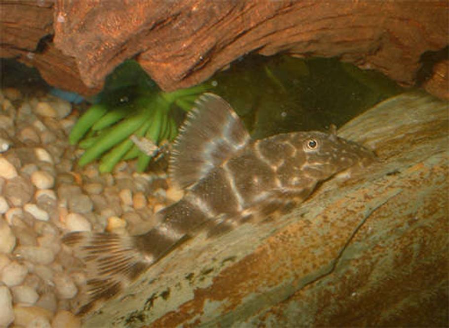 淡水水族箱中 plecostomus 的养护