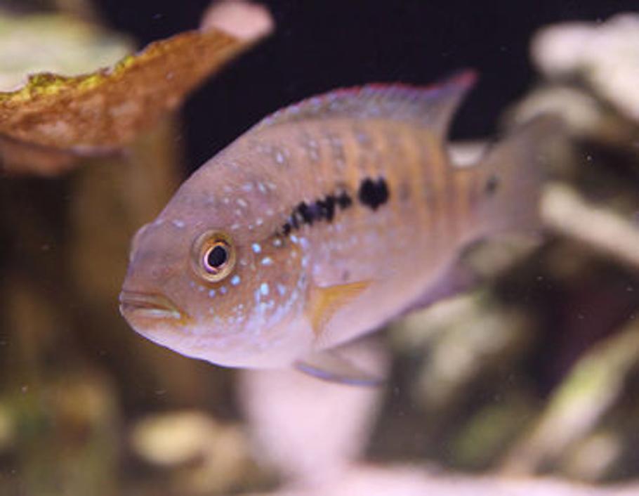 如何通过循环水族箱让你的鱼承受压力