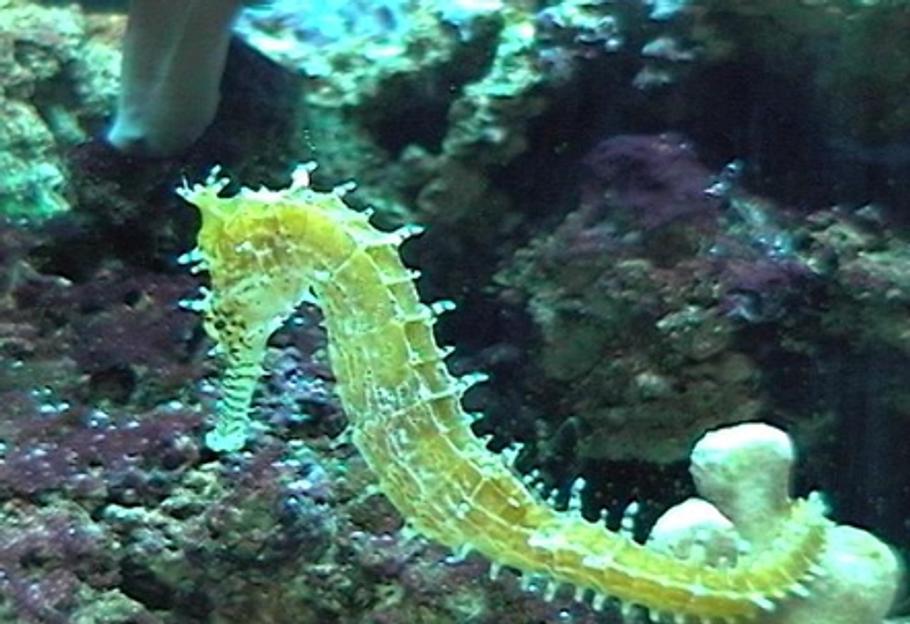 饲养海马的秘密