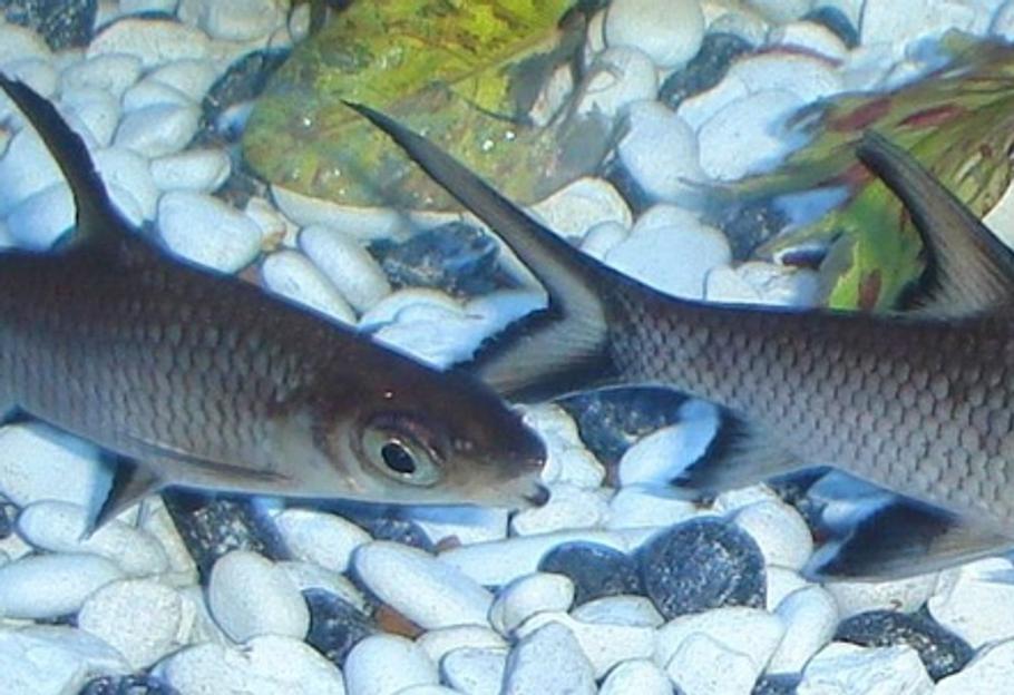 繁殖银鲨鱼的基础知识