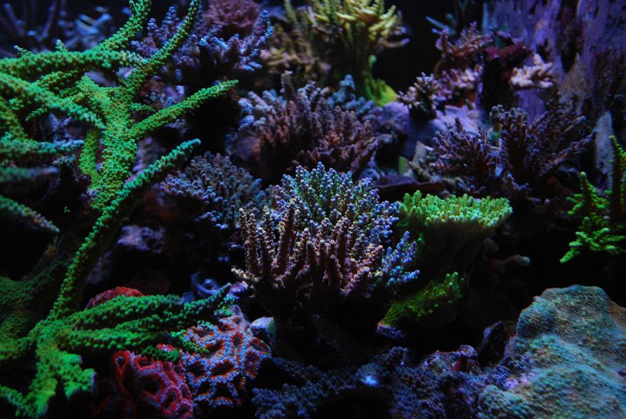 咸水缸中藻类的好处