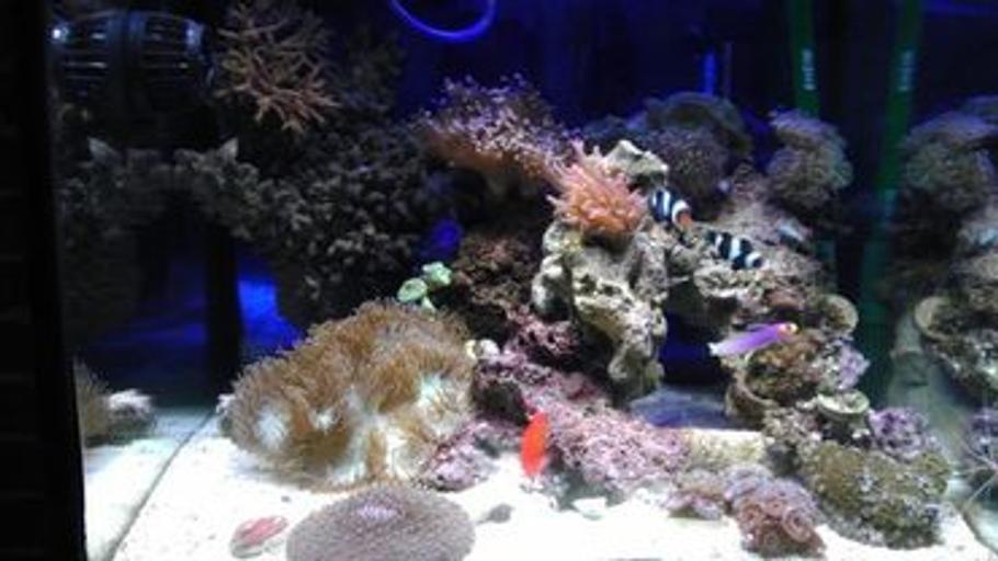 礁岩水族箱的紫外线杀菌器