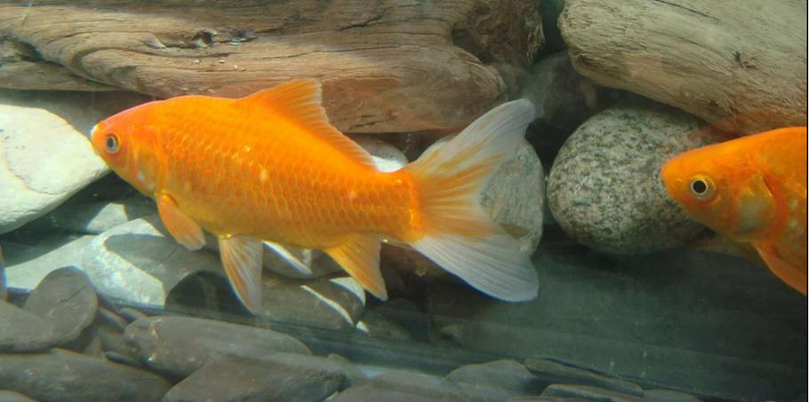 15种最受欢迎的金鱼类型