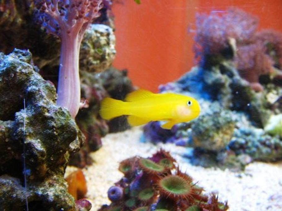 介质反应器——水族箱过滤的一种创新方法