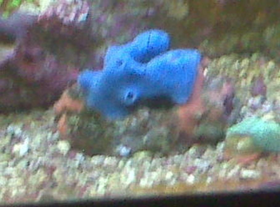 如何照顾海洋蓝海绵