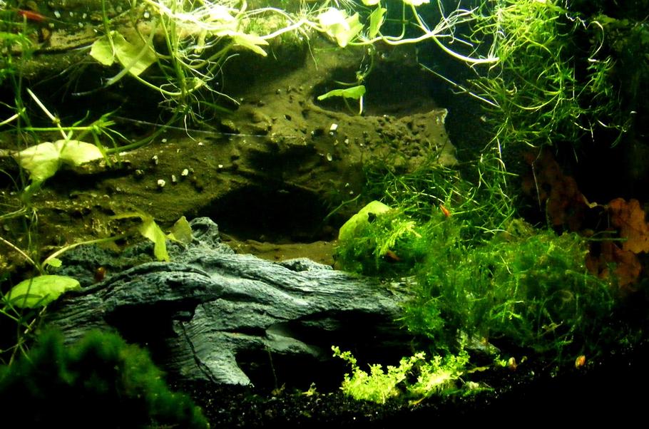 水草造景：2017年3月的水族箱趋势