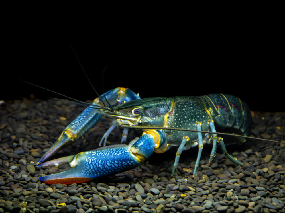 我可以在鱼缸里养哪些其他动物与鱼一起？