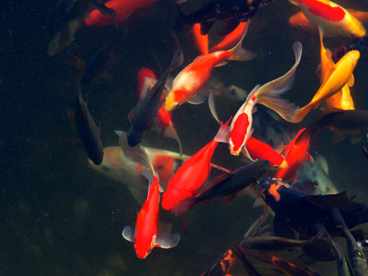 如何培育池塘鱼