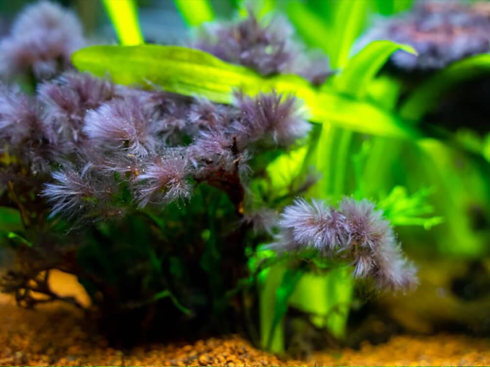 如何去除黑毛藻（BBA）