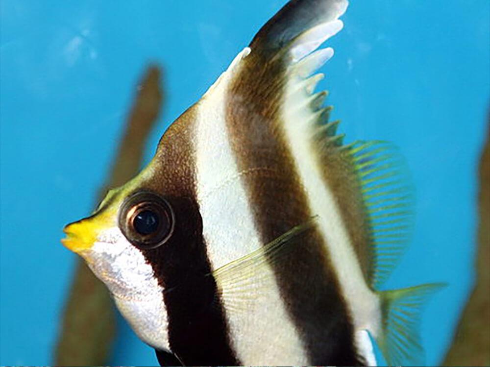 如何去除礁缸中的刺尾海葵