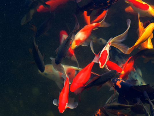 如何选择适合您的池塘的鱼