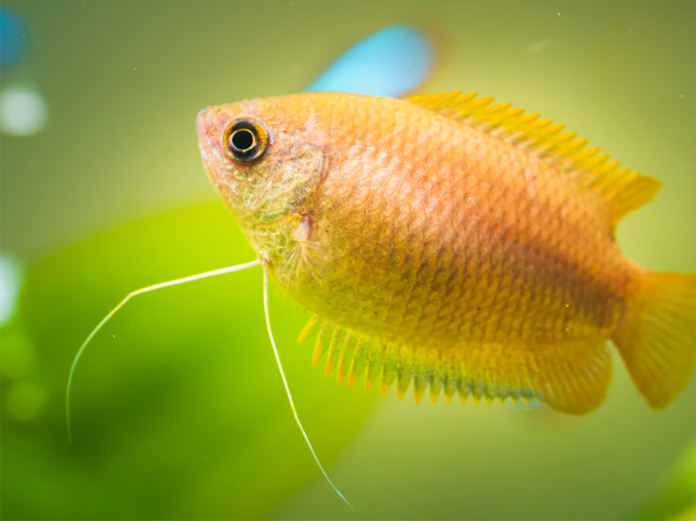 我可以在40升的水族箱中放入多少热带鱼？