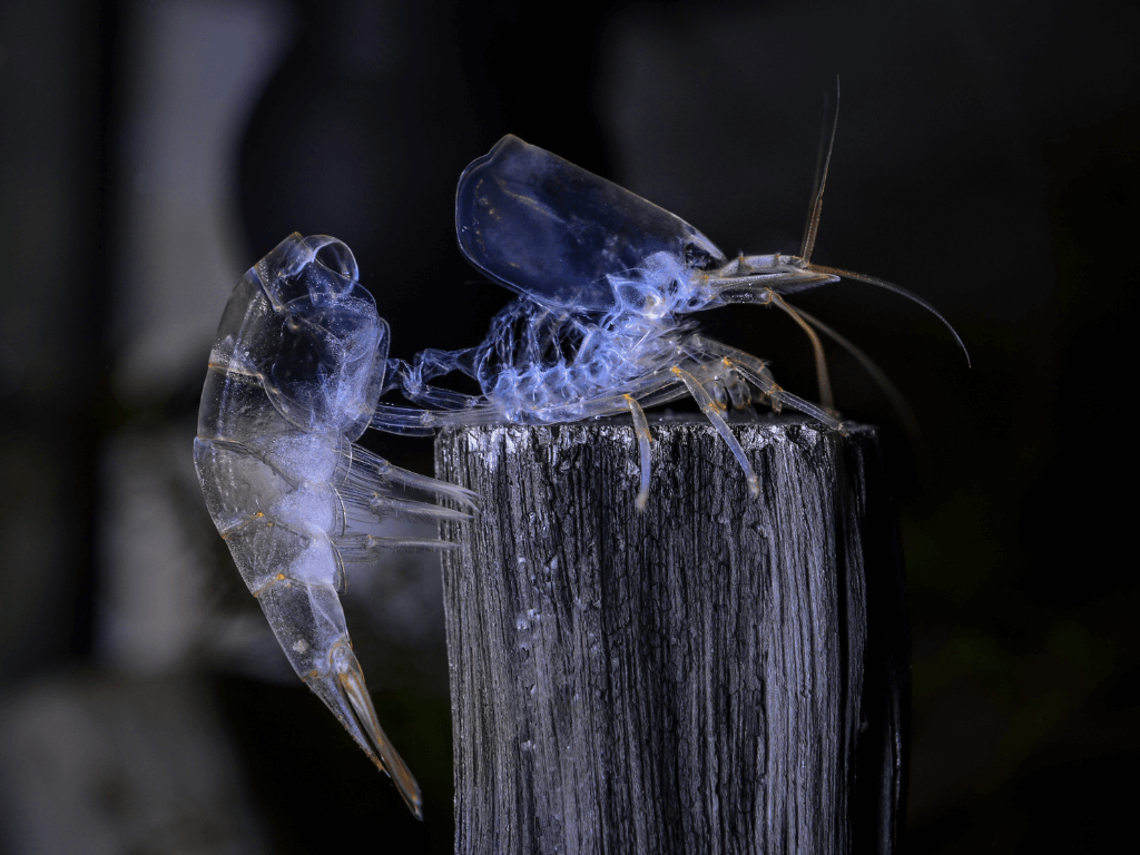 我的虾是死了还是在蜕壳？