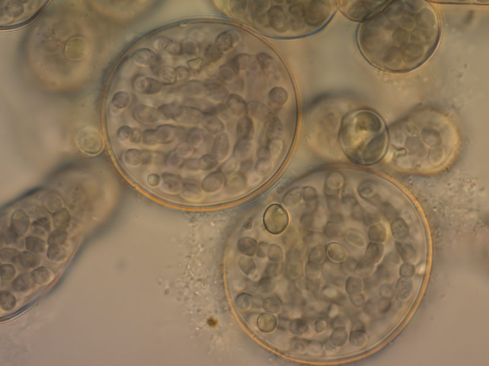 如何战胜水族箱中的蓝细菌