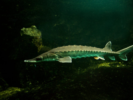 我可以在花园池塘里养鲟鱼和裸鲤吗？