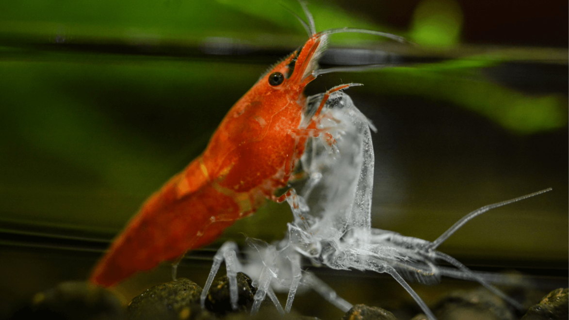 一只半透明的蜕壳