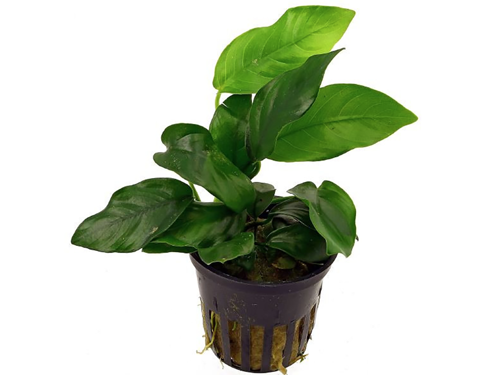 七种超简单的水族箱植物