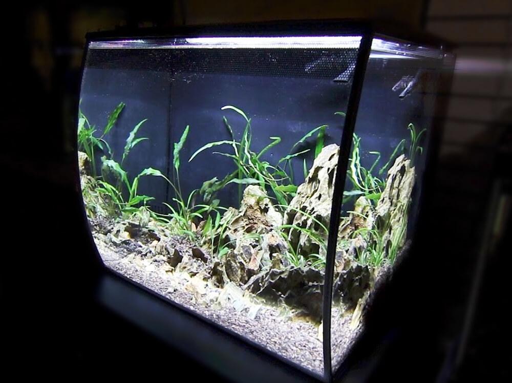 我在 Fluval Flex 57 升水族箱中可以放多少鱼？