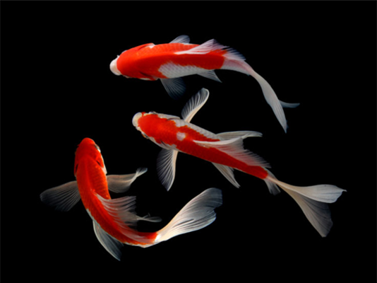 正在遭受新池塘综合症？我们可以帮你解决这个问题。