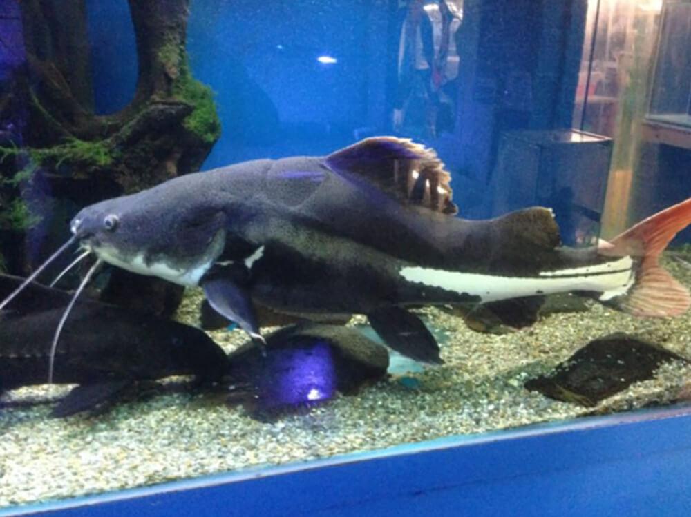 什么是Tankbuster鱼？