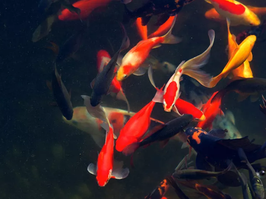 如何在夏季让您的鱼塘保持凉爽