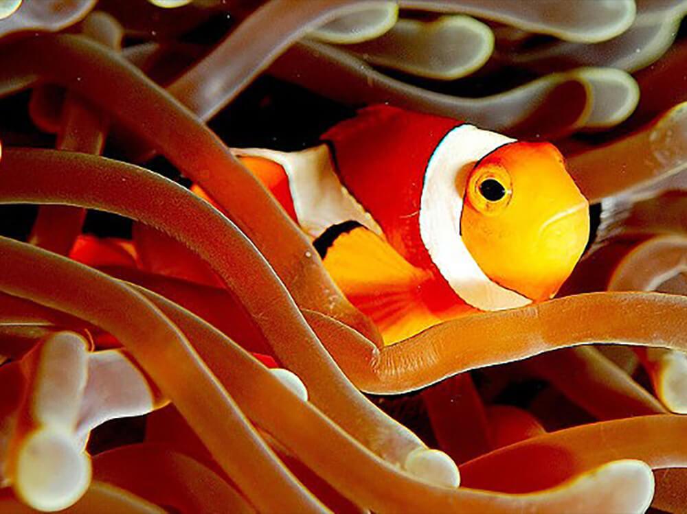 适合初学者的最佳海水水族箱鱼类