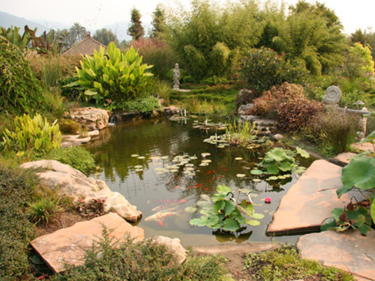 如何完美地重新种植池塘植物