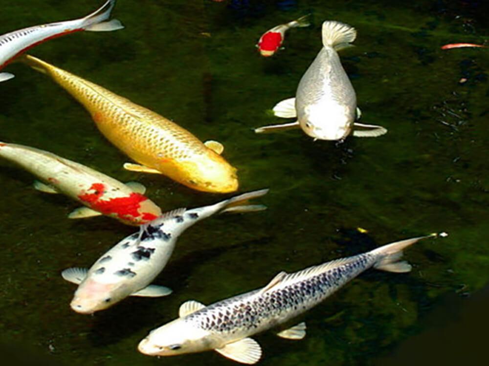 池塘中的寄生虫