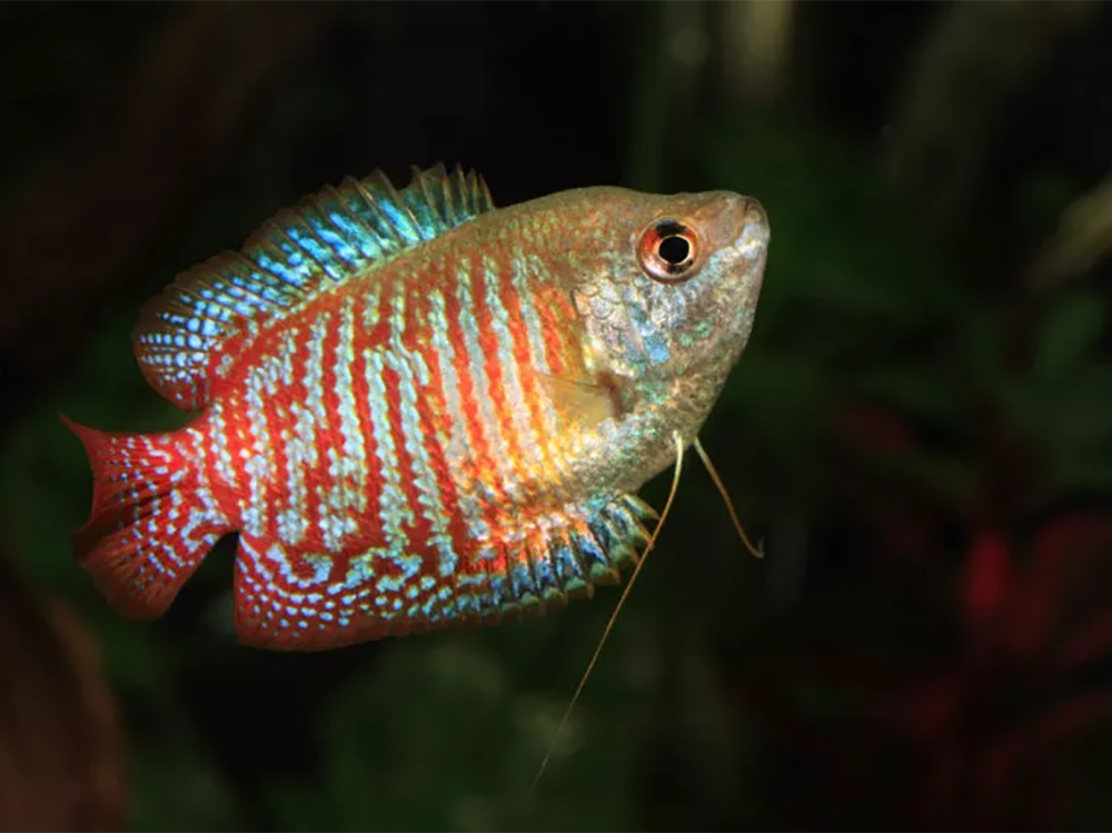 我的鱼为什么在鱼缸顶部游动？