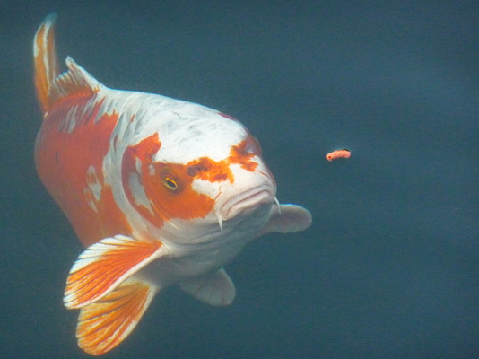 鱼塘饲料购买指南