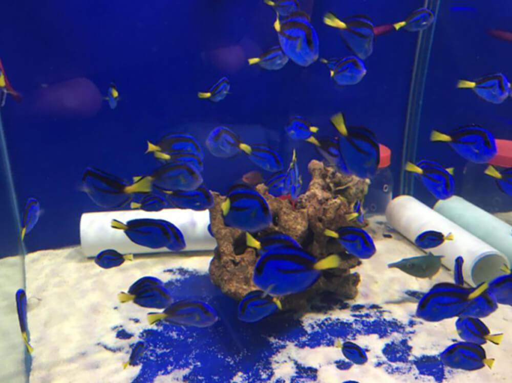 多莉是什么种类的鱼？