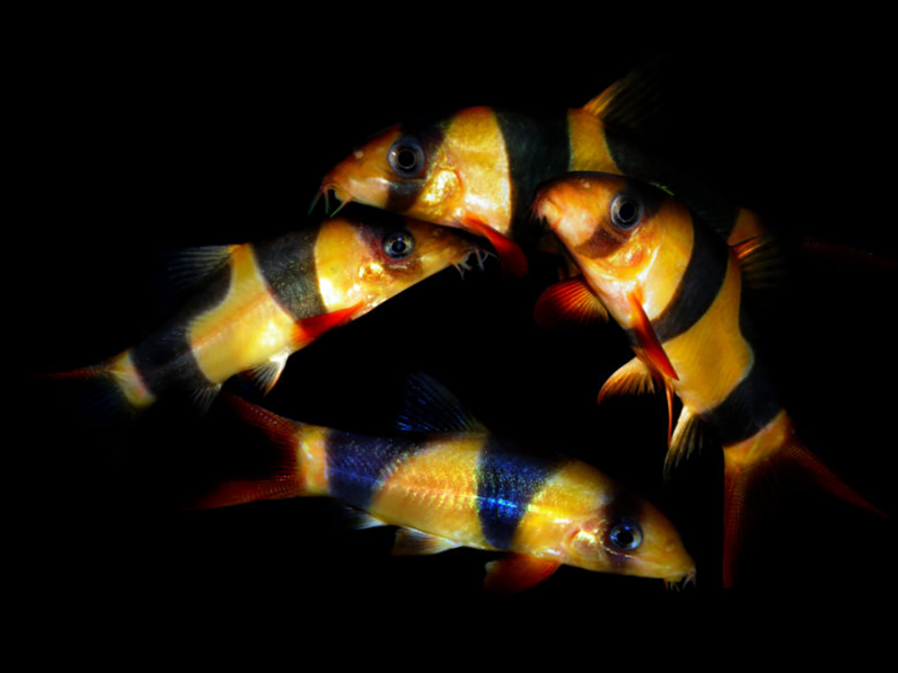 你从未知道会这么大的五种水族馆鱼类