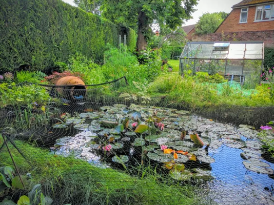 关于池塘的常见问题