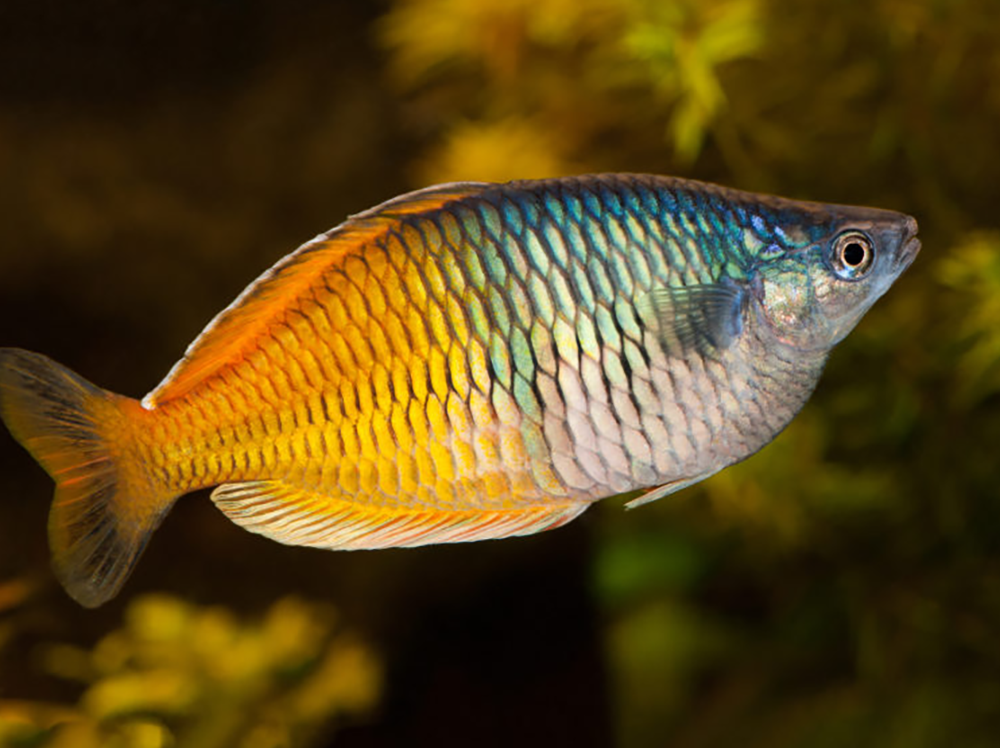 如何饲养虹彩鱼