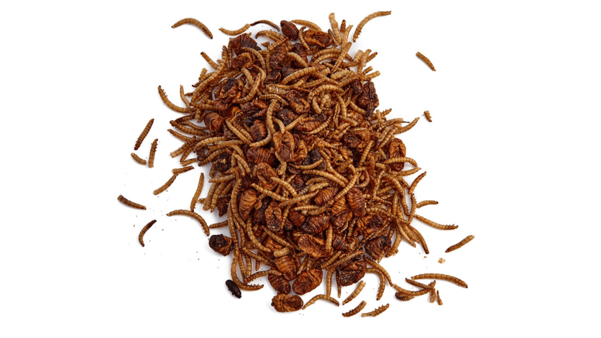 锦鲤和金鱼偶尔喜欢冻干虫子