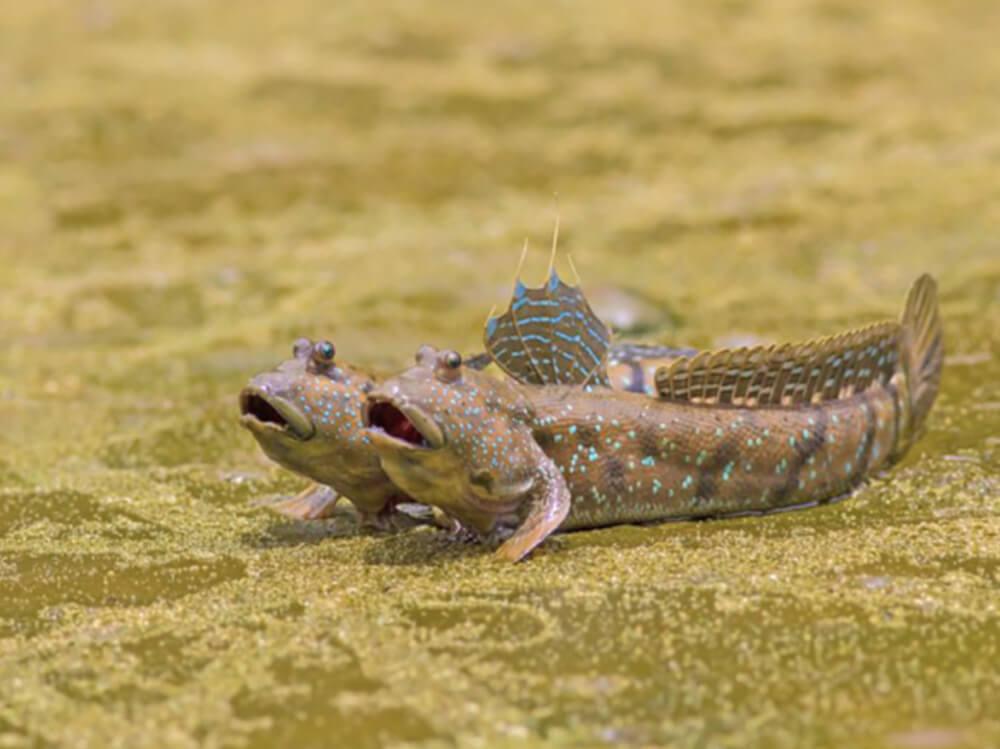 Swell对咸水鱼的指南