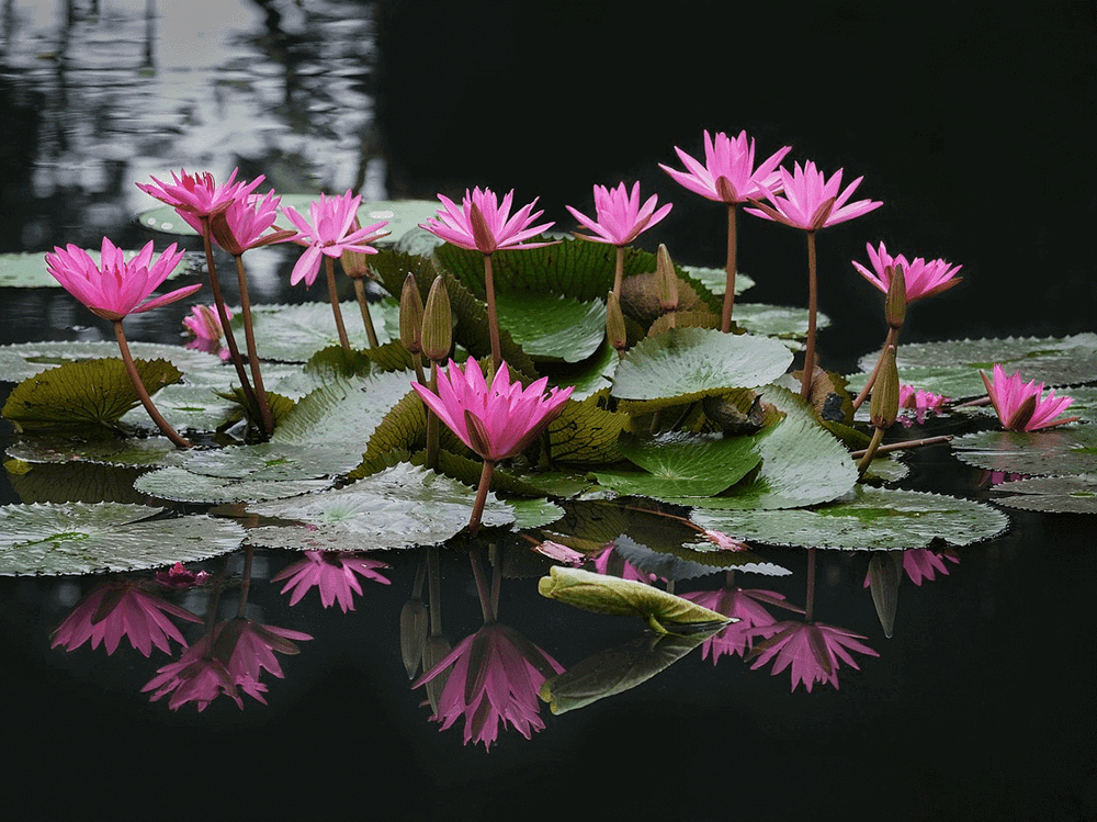 Swell打造的完整池塘种植指南