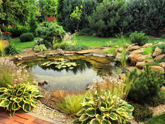 如何获得水晶般清澈的鱼池水——完整指南