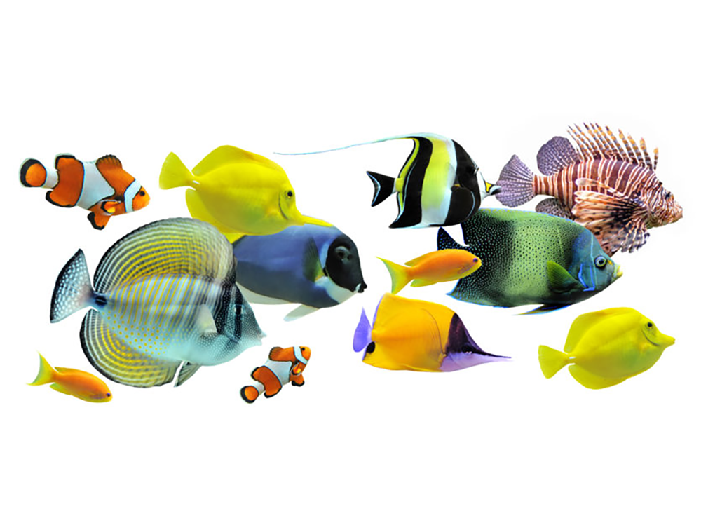 解决珊瑚养殖五大问题的方法