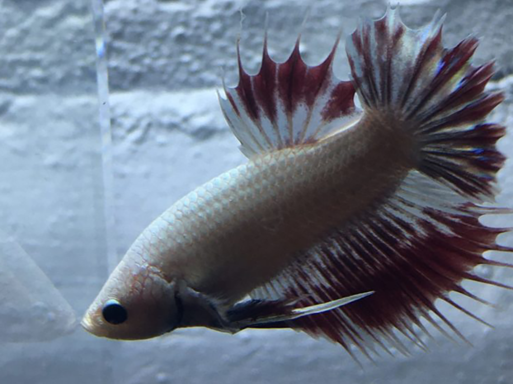 如何正确照顾暹罗斗鱼