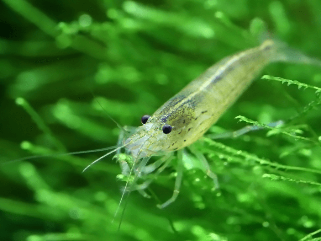 水族箱的最佳清理队伍