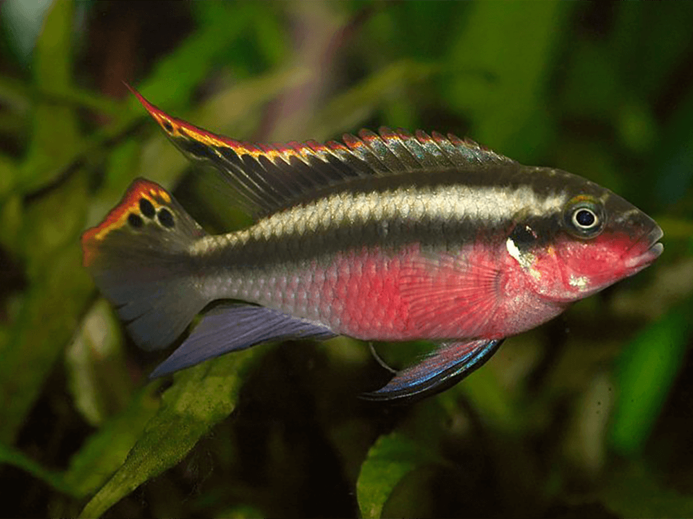 如何提高水族箱中的pH值