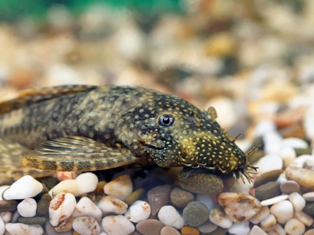 清洁员：你的淡水水族箱‘清理’队伍