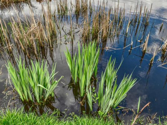 如何照顾今年十月的池塘