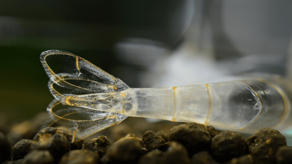 遗留下来的蜕壳