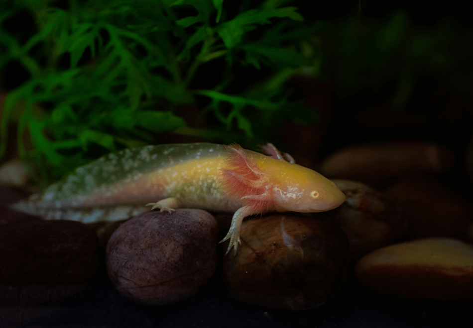 金色红眼白化火蜥蜴在鱼缸中的岩石上休息