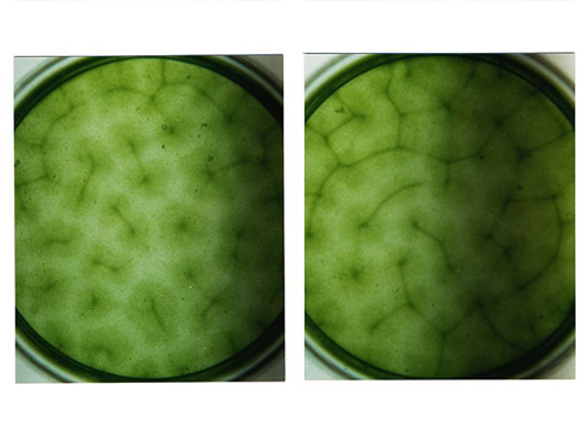 如何控制池塘藻类