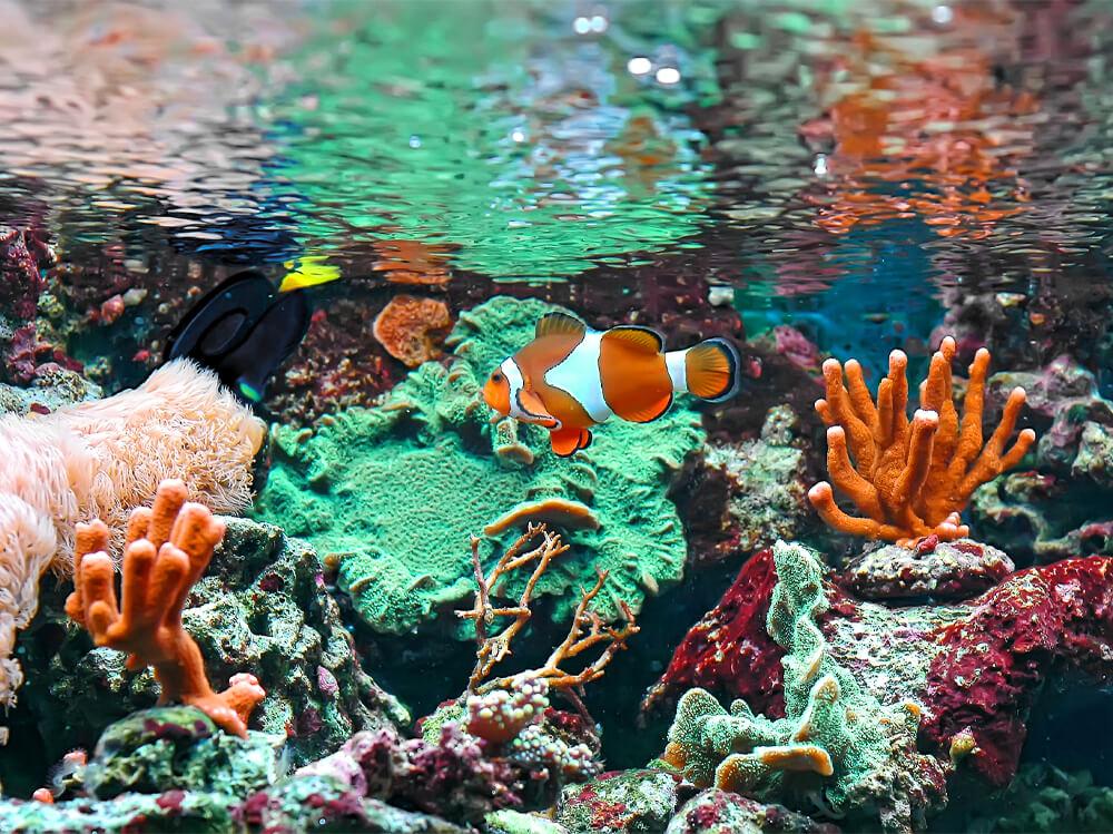 什么吃礁岩水族箱中的扁形动物？