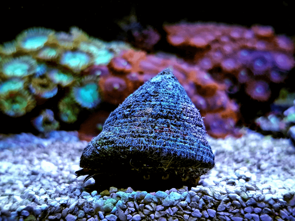 如何去除礁缸中的刚毛藻？